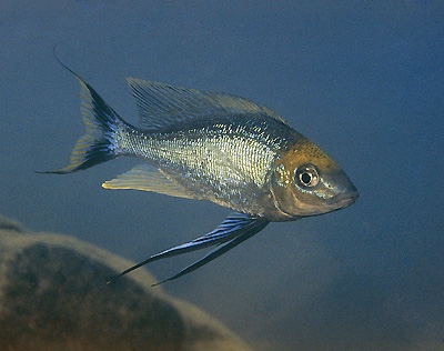 Cyathopharynx furcifer 'Moliro'